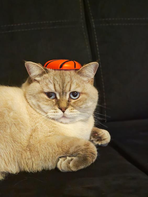 A house cat is genetically 95.6% tiger.
