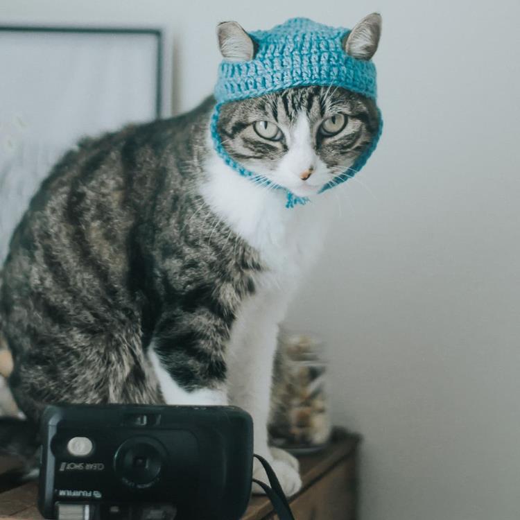 Cats spend around 70% of their lives sleeping