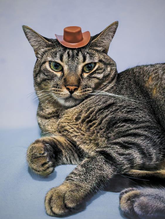 Cats communicate with more than 100 vocal sounds